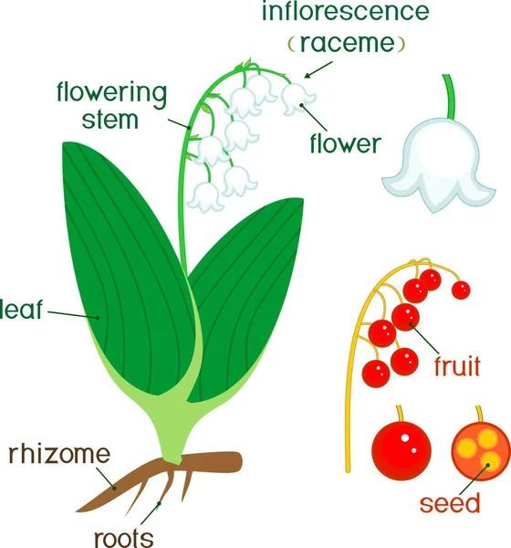 Parts Plant Morphology Lily Valley Convallaria Majalis Berries Green Leaves — Stock Vector