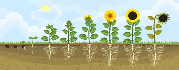 Жизненный Цикл Подсолнуха Этапы Роста Семян Цветущих Плодоносных Растений Корневой — стоковый вектор