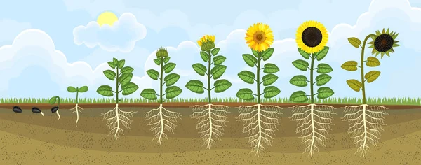 Ciclo Vida Del Girasol Etapas Crecimiento Desde Semilla Hasta Floración — Vector de stock