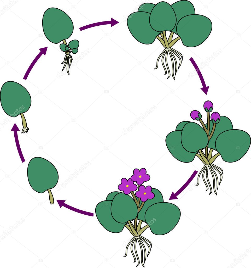 Stages of vegetative reproduction of African violets (Saintpaulia). Sequence of stages of plant growth from leaf section to mature plant with flowers
