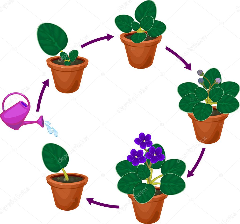 Stages of vegetative reproduction of African violets (Saintpaulia). Sequence of stages of plant growth from leaf section to mature plant with flowers