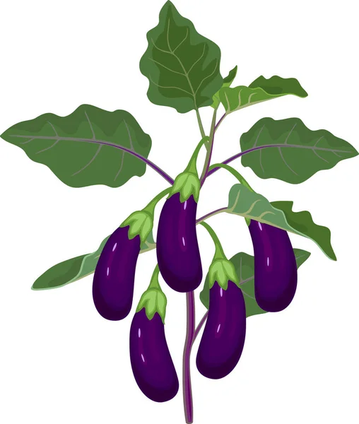 Berenjena Con Hojas Verdes Frutos Maduros — Vector de stock