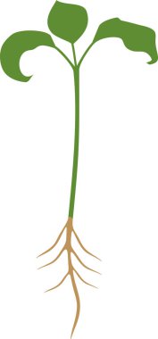 Fide patlıcan yeşil yaprakları ve kök sistemi ile