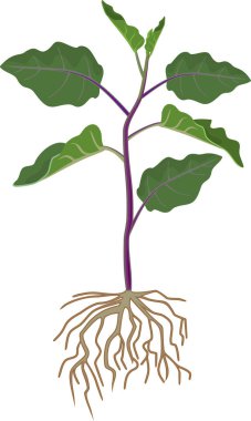 Yeşil yaprakları ve kök sistemi ile patlıcan