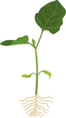 Patlıcan yeşil yaprakları ve kök sistemi ile küçük Fideler