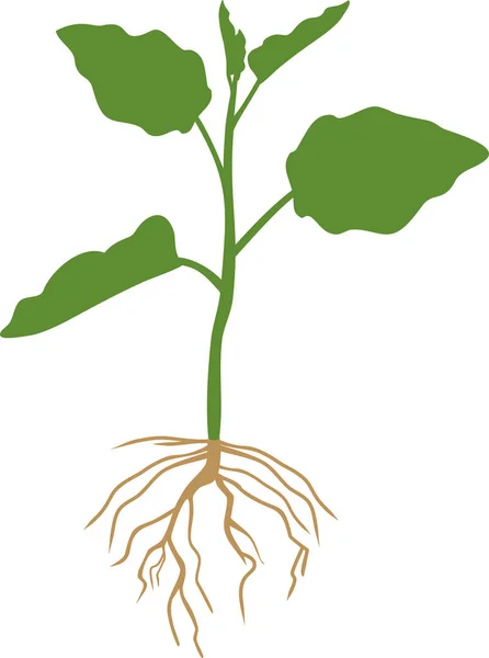 Lilek Zelenými Listy Kořenový Systém — Stockový vektor