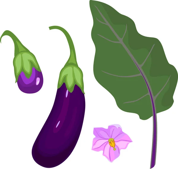 成熟的紫色茄子 绿叶和花 — 图库矢量图片