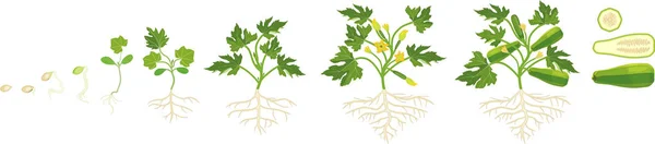 Κύκλο Ζωής Των Φυτών Κολοκύθι Στάδια Της Ανάπτυξης Από Σπορά — Διανυσματικό Αρχείο