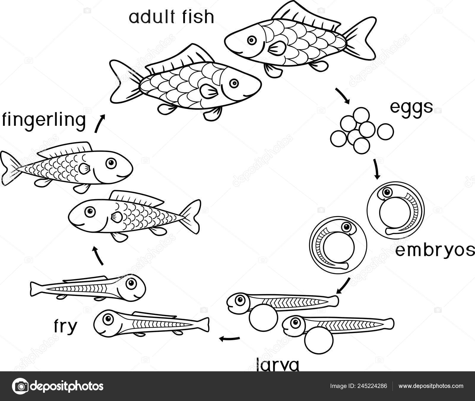 Desenho De Página Para Colorir Peixe Desenhos Animados Peixes Da