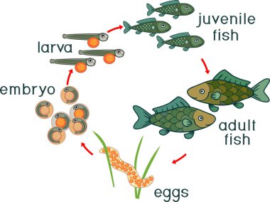 Balık yaşam döngüsü. Yetişkin hayvan için yumurtadan (Karaca) Balık gelişimin dizisi