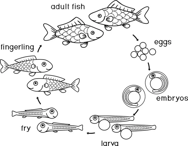 魚のライフ サイクルでの着色のページ 大人の動物に卵 から魚の開発の段階のシーケンス — ストックベクタ
