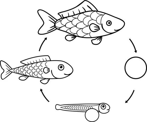 着色页与鱼的生命周期 Roe 到成年动物的鱼类发育阶段序列 — 图库矢量图片