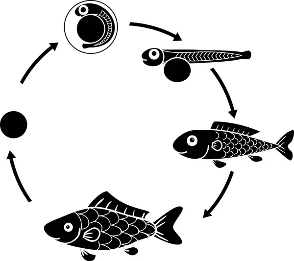 Ciclo Vita Dei Pesci Sequenza Stadi Sviluppo Del Pesce Uovo — Vettoriale Stock