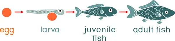 Životní Cyklus Ryb Pořadí Fází Vývoje Ryb Vajec Roe Dospělce — Stockový vektor