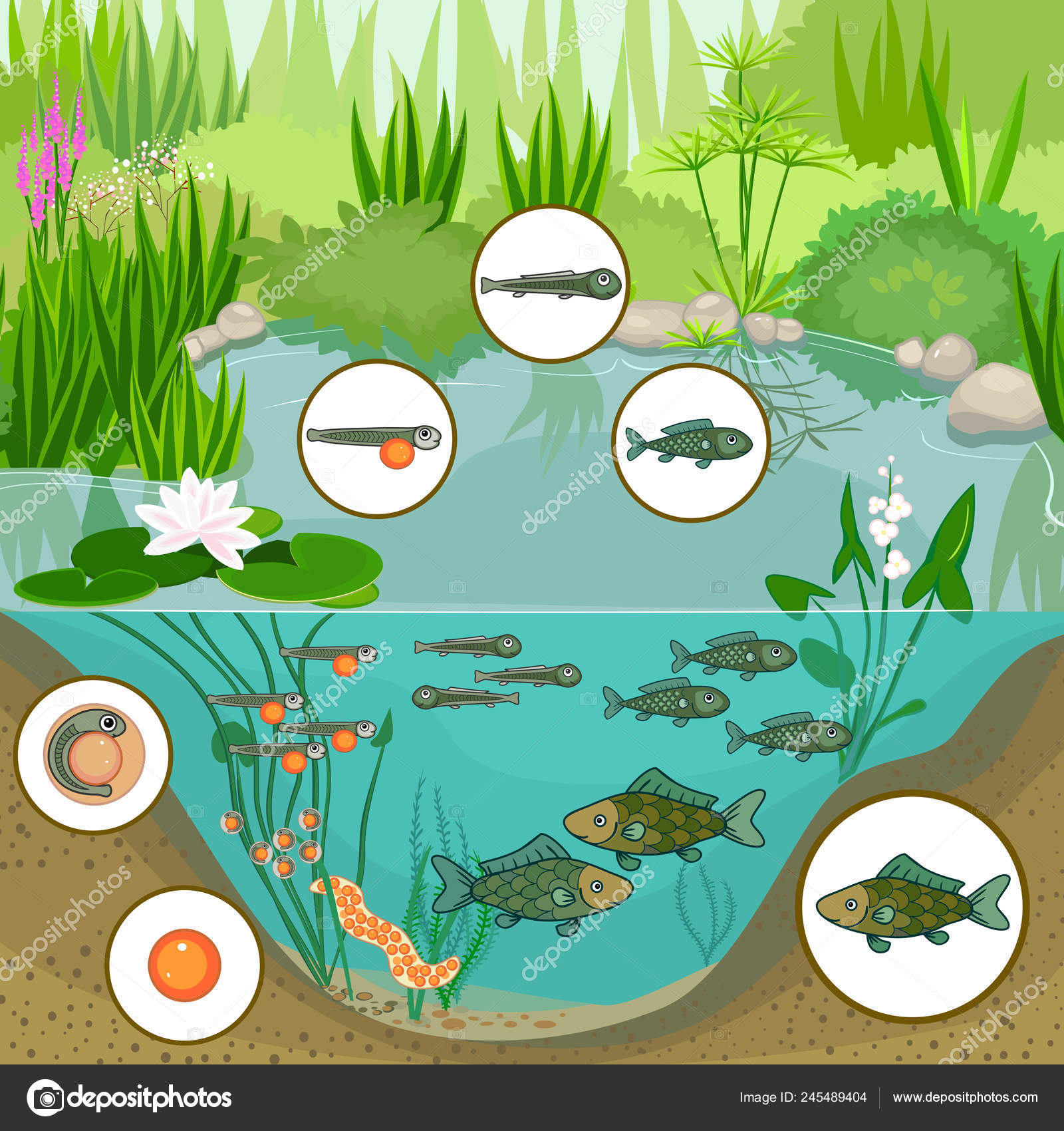 Teich Ökosystem Und Lebenszyklus Der Fische Reihenfolge Der