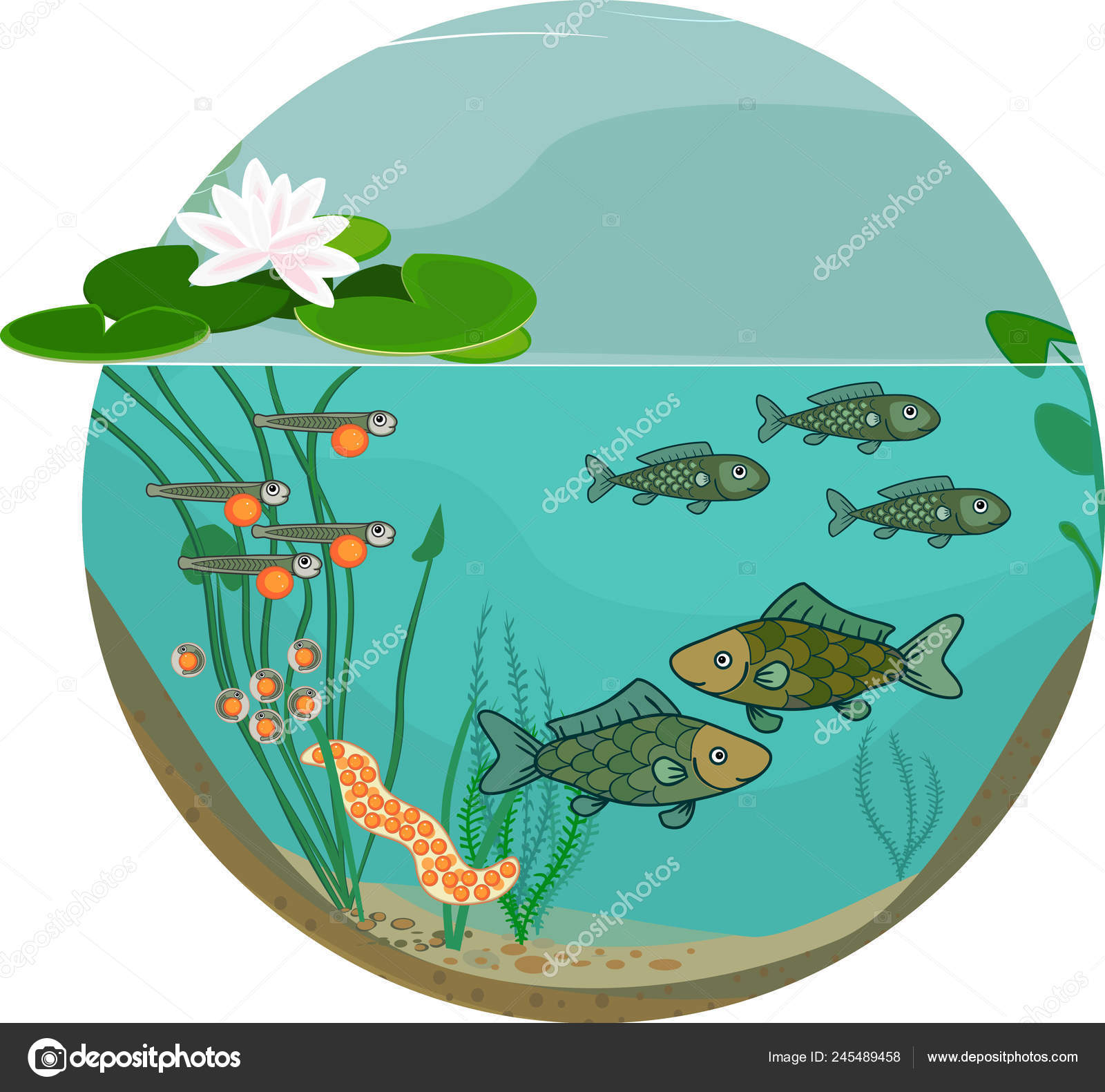 ecosystem of pond picture clipart