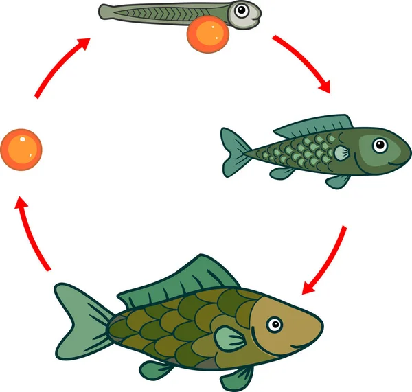 Livscykeln För Fisk Sekvens Stadier Utvecklingen Fisk Från Ägg Roe — Stock vektor
