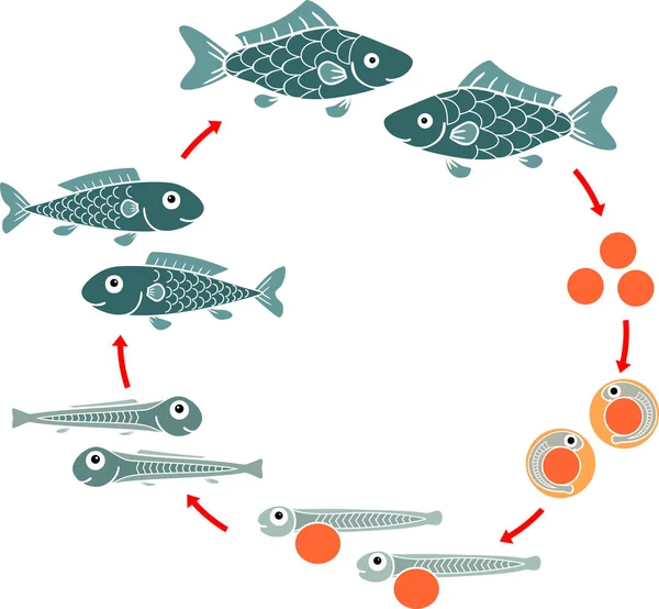 Life Cycle Fish Sequence Stages Development Fish Egg Roe Adult — Stock Vector