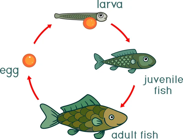 Ciclo Vida Dos Peixes Sequência Etapas Desenvolvimento Peixe Ovo Corça — Vetor de Stock