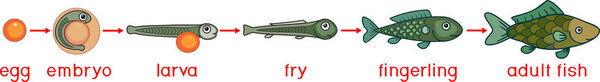 Life cycle of fish. Sequence of stages of development of fish from egg (roe) to adult animal