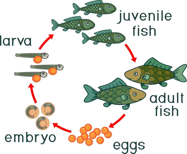 Ciclo Vida Los Peces Secuencia Etapas Desarrollo Del Pescado Desde — Vector de stock