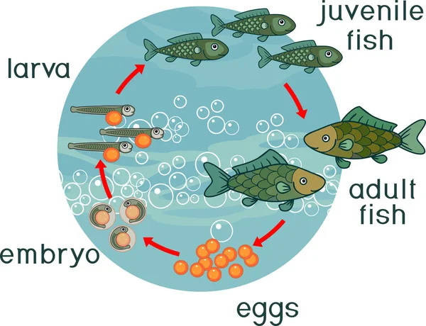 Ciclo Vida Los Peces Secuencia Etapas Desarrollo Del Pescado Desde — Vector de stock