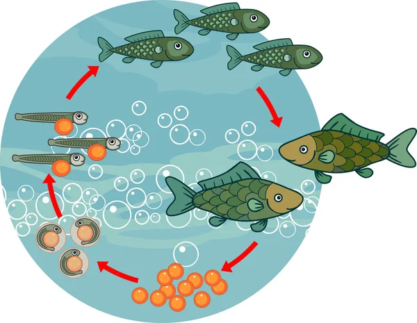 Ciclo Vida Dos Peixes Sequência Etapas Desenvolvimento Peixe Ovo Corça —  Vetores de Stock