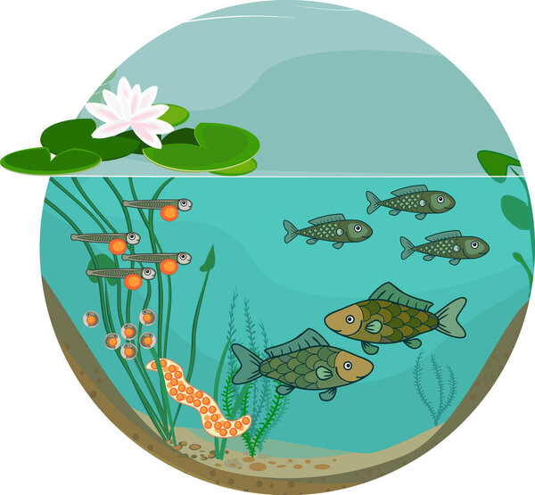 Pond ecosystem and life cycle of fish. Sequence of stages of development of fish from egg (roe) to adult animal