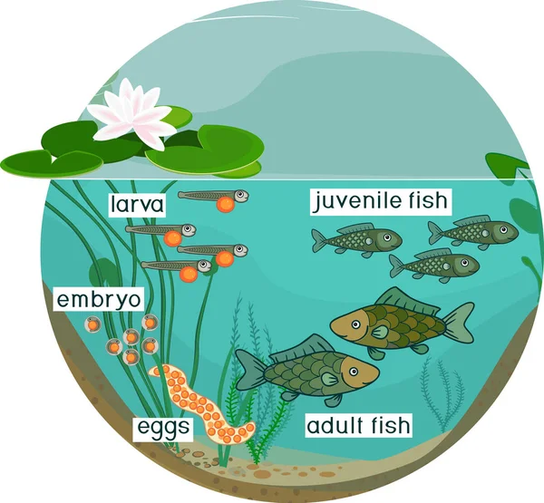 Ecosistema Estanque Ciclo Vida Los Peces Secuencia Etapas Desarrollo Del — Vector de stock