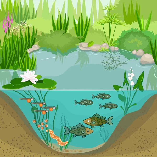 Pond ecosystem and life cycle of fish. Sequence of stages of