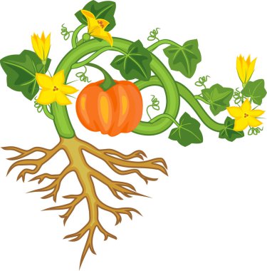 Kabak bitki meyve, yeşil yaprakları, sarı çiçek ve kök beyaz arka plan üzerinde izole sistem genel görünümü