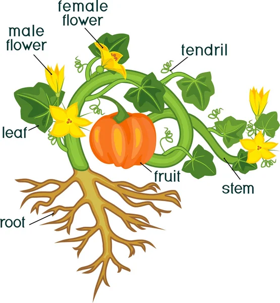 植物の部分 フルーツとカボチャの葉の形態 緑の葉 根系とタイトル — ストックベクタ