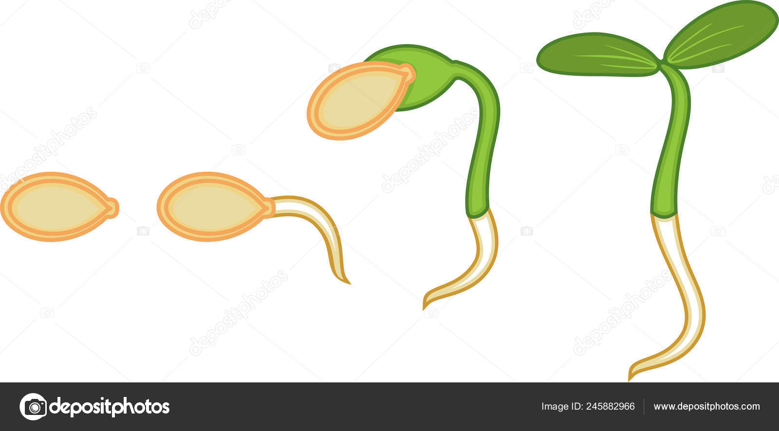 Vettoriale stockFasi Sequenziali Germinazione Dei Semi Zucca Isolate Fondo  Bianco di ©mariaflaya #245882966, image size:1600x887