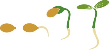 Beyaz arka plan üzerinde izole kabak çekirdeği çimlenme sıralı aşamaları