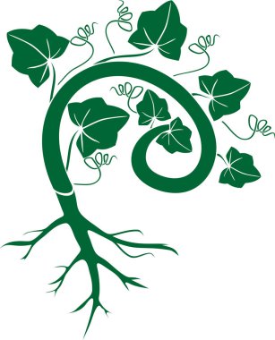 Siluet kabak bitki yaprakları ve beyaz arka plan üzerinde izole kök sistemi ile genel bakış