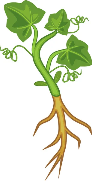 Fröplanta Pumpa Växt Med Gröna Blad Och Rotsystem — Stock vektor