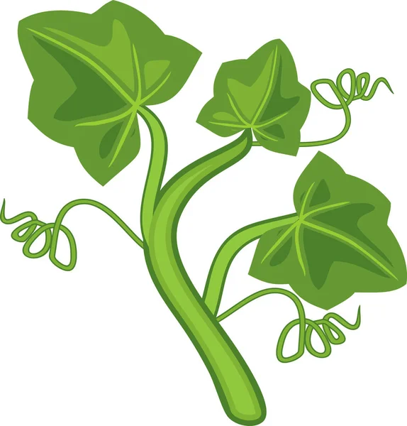Beyaz Arka Plan Üzerinde Izole Yeşil Yaprakları Ile Kabak Bitki — Stok Vektör