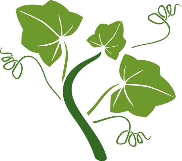 Silueta Sazenic Dýně Rostliny Zelenými Listy Izolované Bílém Pozadí — Stockový vektor