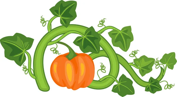 熟した果実と白い背景に分離した緑の葉とかぼちゃの一般的なビュー — ストックベクタ