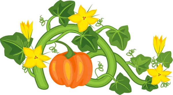 Gesamtansicht Der Kürbispflanze Mit Früchten Grünen Blättern Und Gelben Blüten — Stockvektor