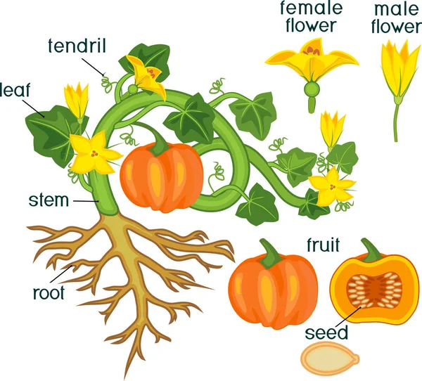 Parti Pianta Morfologia Delle Piante Zucca Con Frutti Foglie Verdi — Vettoriale Stock