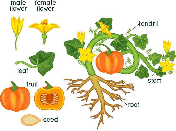 Parts of plant. Morphology of pumpkin plant with fruit, green leaves, root system and titles