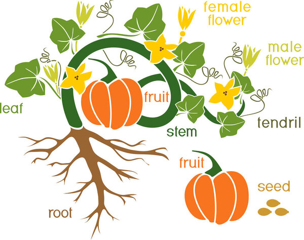 Parts of plant. Morphology of pumpkin plant with fruit, green leaves, root system and titles