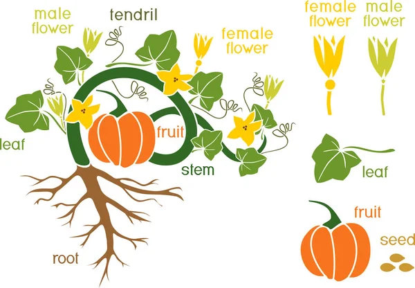 Parties Plante Morphologie Citrouille Aux Fruits Feuilles Vertes Système Racinaire — Image vectorielle