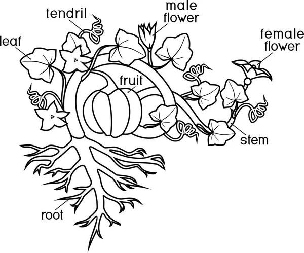 Desenho Para Colorir Com Partes Planta Morfologia Planta Abóbora Com — Vetor de Stock