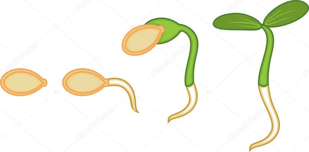 Sequential stages of pumpkin seed germination isolated on white background