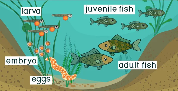 池の生態系と魚のライフ サイクル 大人の動物に卵 から魚の開発の段階のシーケンス — ストックベクタ