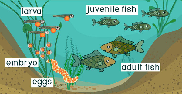 Pond ecosystem and life cycle of fish. Sequence of stages of development of fish from egg (roe) to adult animal