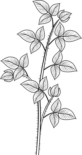 Coloring Page Raspberry Plant Floricane — Stock Vector