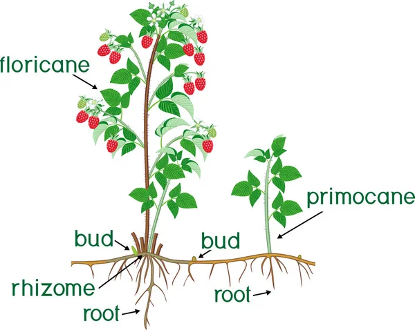 Pflanzenteile Morphologie Des Himbeerstrauches Mit Beeren Grünen Blättern Wurzelsystem Und — Stockvektor